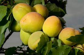 They should have a pungent smell and be slightly soft, but not squishy, when squeezed. Apricot Fruit Not Ripe What To Do With Unripe Apricots