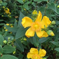 Hypericum d200 zum kleinen preis hier bestellen. Hypericum Hidcote St John S Wort Plant Spd Fife