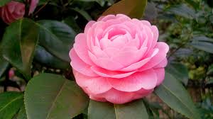 Bunga double pink camellia japonica. Bunga Camelia Daftar Flora