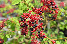 クマヤナギ／くまやなぎ／熊柳 - 庭木図鑑 植木ペディア