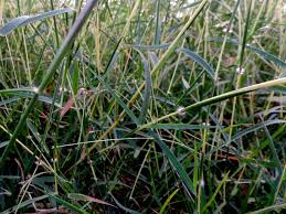 Image result for Dichanthium