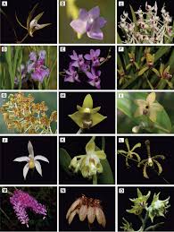 Image result for Secamone parvifolia