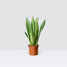 Image result for Sansevieria pedicellata