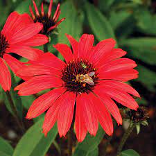 Gerbera Ruby Red Flower Yucca Best Flower Wallpaper
