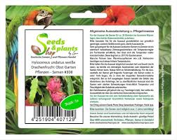 Was gibt es schöneres als obst aus dem eigenen garten zu naschen. 5x Hylocereus Undatus Weisse Drachenfrucht Kaufland De
