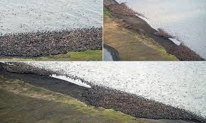 Thousands Of Walrus Fill Alaska S Coast Northwest Coast Walrus Coast