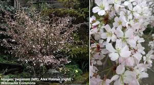 Check spelling or type a new query. Dwarf Or Small Cherry Blossom Trees With Pictures With Care Guide
