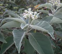Image result for Solanum mauritianum