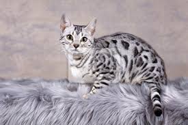 Die bengal erinnert äußerlich sehr an ihre vorfahren, die. Seltenheit Silber Bengal Katze Selten Rar Leinwandbilder Bilder Zuchter Kater Seltenheit Myloview De