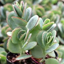 Image result for Kalanchoe dyeri