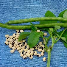 Image result for Vigna unguiculata