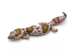 Image result for Oreosyce africana