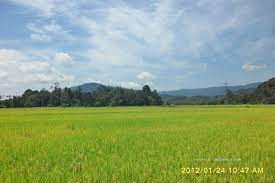 Pemandangan indah di sawah padi dji mavic pro drone. Pemandangan Sawah Padi Di Kuala Pilah Catatan Travel Sabrina