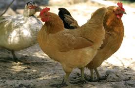 China has detected an outbreak of the bird flu near the epicenter of the deadly coronavirus, according to a report. 6xjteb9jzkfwcm