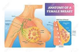 Human anatomy human internal organs dummy, training dummy, detail of the face, thorax and intestines. Breast Anatomy Vector Illustration Labeled Medical Female Organ Royalty Free Cliparts Vectors And Stock Illustration Image 121670904