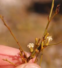 Image result for Thesium dolichomeres