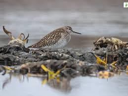 Image result for Trachypogon chevalieri