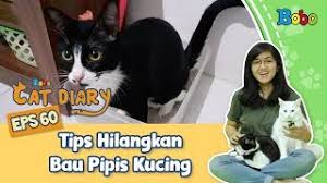 Demikianlah beberapa cara yang dapat kamu lakukan untuk menghilangkan bau yang diakibatkan oleh jengkol. Bobo Cat Diary Tips Hilangkan Bau Pipis Kucing Yang Membandel Eps 60 Youtube