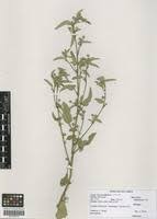 Image result for Sida ovata