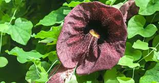 Easy to grow and loves some neglect.as this is its volatile existence in nature! Dutchmans Pipe Plant Care Growing Aristolochia Macrophylla Vine