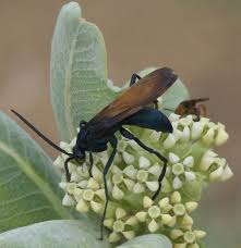 The great black wasp, as you might imagine, is black in color. Tarantula Hawk Wikipedia