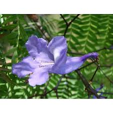 Image result for Jacaranda