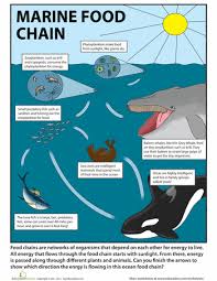 ocean food chain ocean food chain food chain worksheet