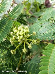 I live in new jersey and i am not. Mimosa Silk Tree Albizia Plant Resources Home Ttu