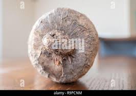 Image result for Dioscorea cayenensis