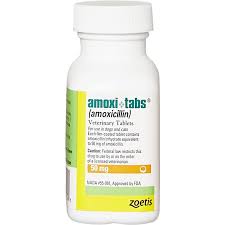 We did not find results for: Amoxi Tabs Amoxicillin For Dogs Cats Free 2 Day Shipping Walmartpetrx Com