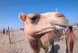 Ok google kata kata yang romantis. Belajar Dari Cara Unta Bertahan Hidup Di Padang Pasir Ihram