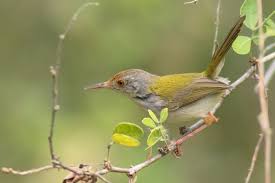 Check spelling or type a new query. Jenis Burung Prenjak Beserta Gambarnya Update