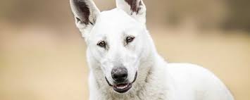 American White Shepherd Breed Overview And Information