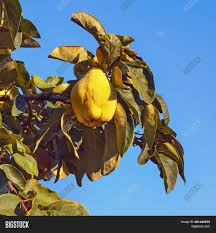 It sets fruit with its own pollen. Branch Quince Tree Image Photo Free Trial Bigstock
