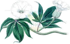 Image result for Astripomoea malvacea