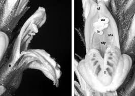 Image result for Isoglossa laxiflora