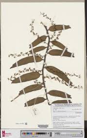 Image result for Diaphananthe bidens