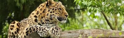 — — species that went extinct in 2018. The World Is In Trouble One Million Animals And Plants Face Extinction Natural History Museum