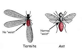 Ants in my hotel room. A Guide To House Invading Ants And Their Control Nc State Extension Publications