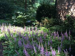 Check spelling or type a new query. How To Deadhead An Astilbe
