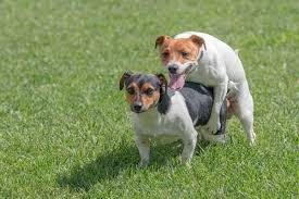 Pin On Dog And Puppy Training Health And Care