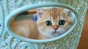 British Shorthair Kitten Of A Rare Golden Color Named Barbie With Green Eyes Cuteness Youtube British Shorthair Kittens British Shorthair Kittens Cutest