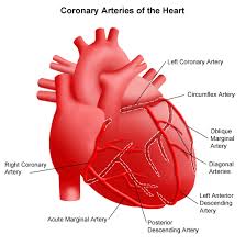 It is a diagonal artery simply because it runs diagonally the exact number of arteries in any one person are determined by genetics. Cardiology Patient Eduction Aicd