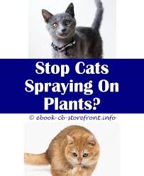 We did not find results for: 14 Divine How To Stop Cat Spraying On Front Door Admirable Spray