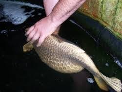 Minnesota koi pond ~ koi fish spawning ~ laying eggs. All About Koi Fish Life Pregnant Koi Fish Pictures