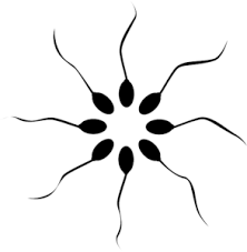 La meilleur preuve en est l' étude du spermogramme: Quelle Est La Duree De Vie Des Spermatozoides Mamans Pratiques