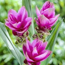 Maybe you would like to learn more about one of these? Breck S 3 Pink Siam Tulip Bulbs N A In The Plant Bulbs Department At Lowes Com