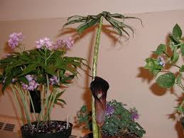 Arisaema is a genus of about 150 species in the flowering plant family araceae, native to eastern and central africa, asia and eastern north america. Arisaema Species Five Pacific Bulb Society