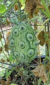 We did not find results for: African Horned Melon Garden Org