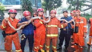 By gladwin | march 8, 2021. Ular Piton Sepanjang 4 Meter Muncul Petugas Damkar Jebol Selokan Untuk Mengevakuasi Tribun Jabar